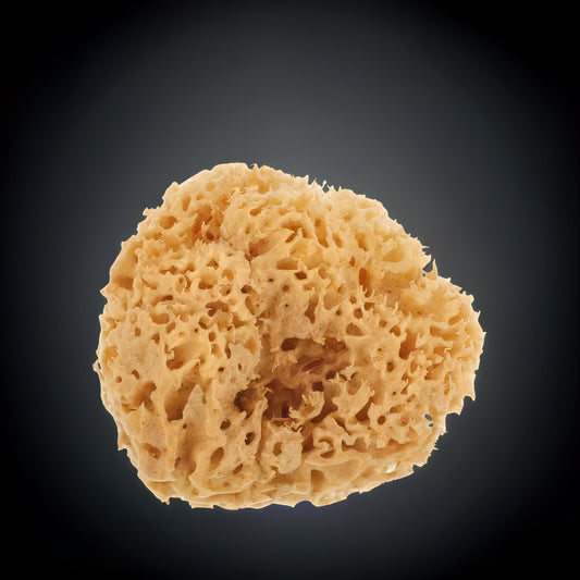 Body Honeycomb Sponge